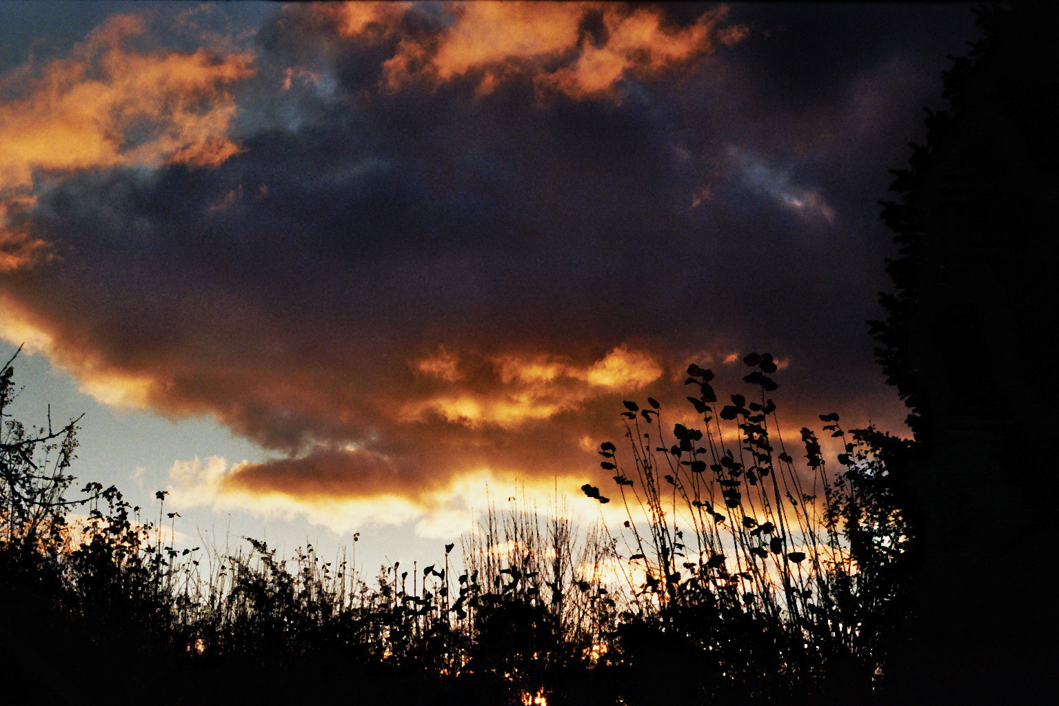 Sonnenuntergang im Garten